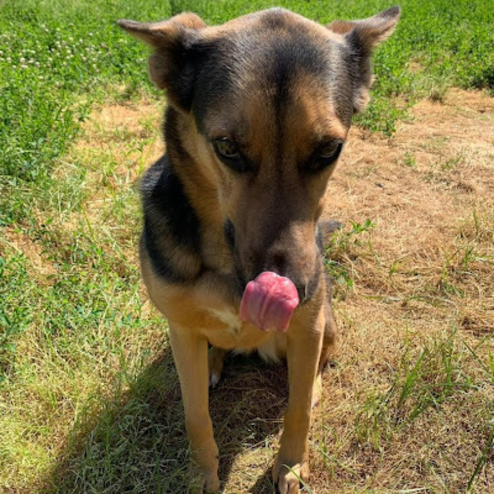 Meet your Posher, Tanner